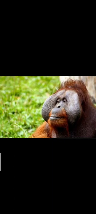 (Orangutan Wild Animal) Ringtones