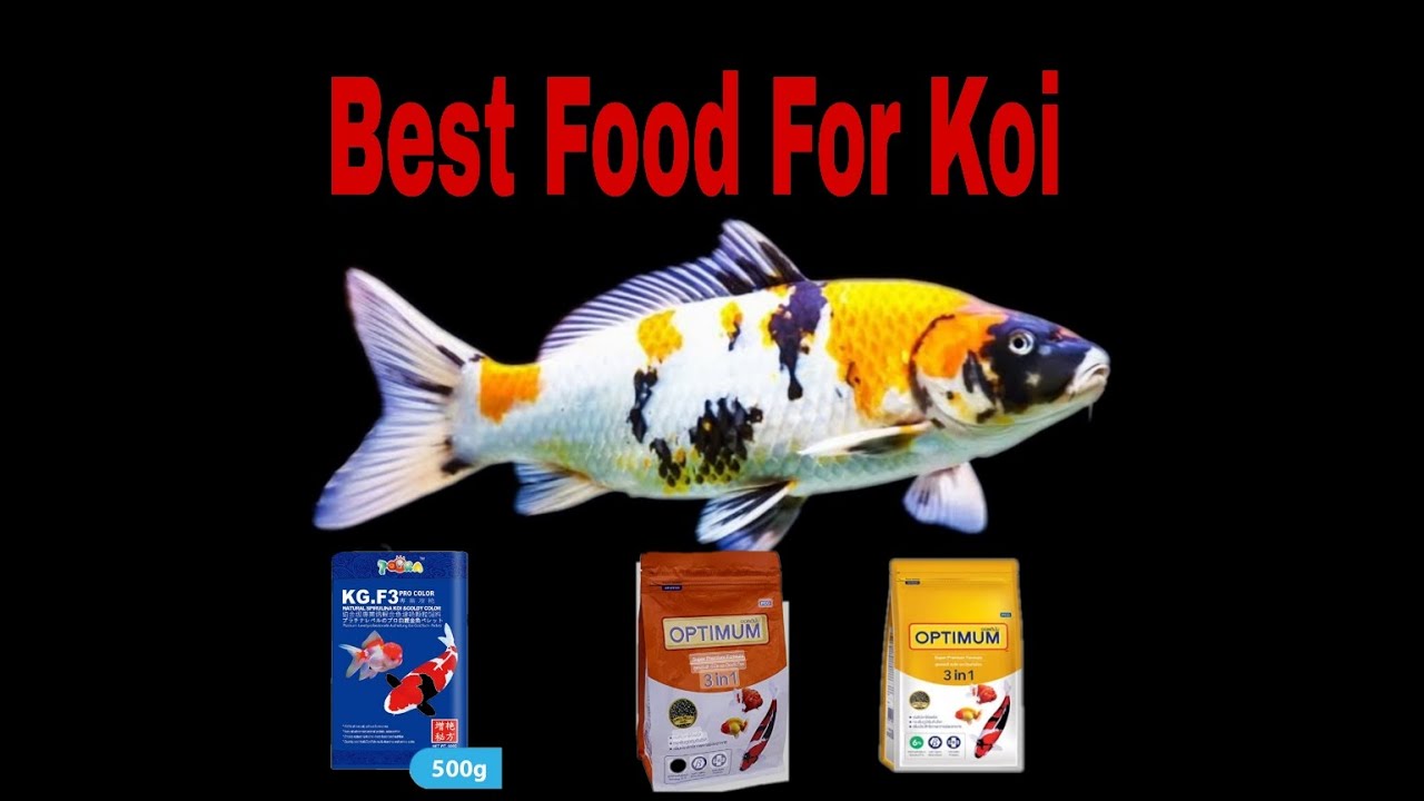 Best Food for koi fish Growth Feeding the koi fish Koi carp
