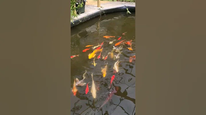 Pea soup Green🤮🤢😒