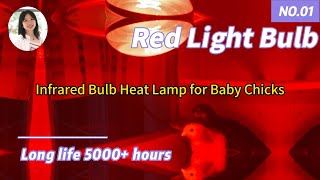 Amazing! The Process of Infrared Bulb Heat Lamp for Baby Chicks