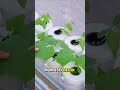 cultiva en agua