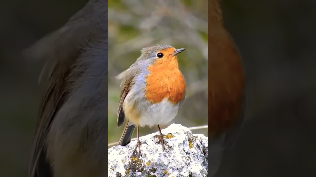 Petirrojo europeo (Erithacus rubecula) European Robin  