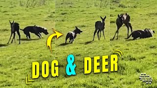 Dog Trying to Make Friends with a Deer