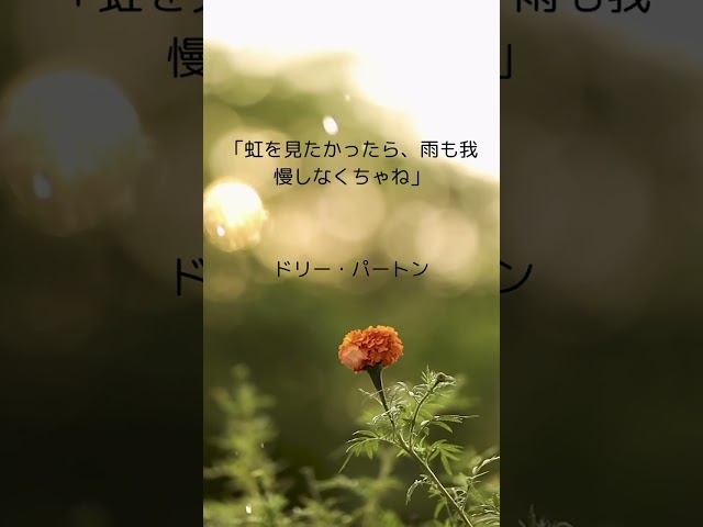 虹を見たければ、ちょっとやそっとの雨は我慢しなくちゃ。ドリー・パートン