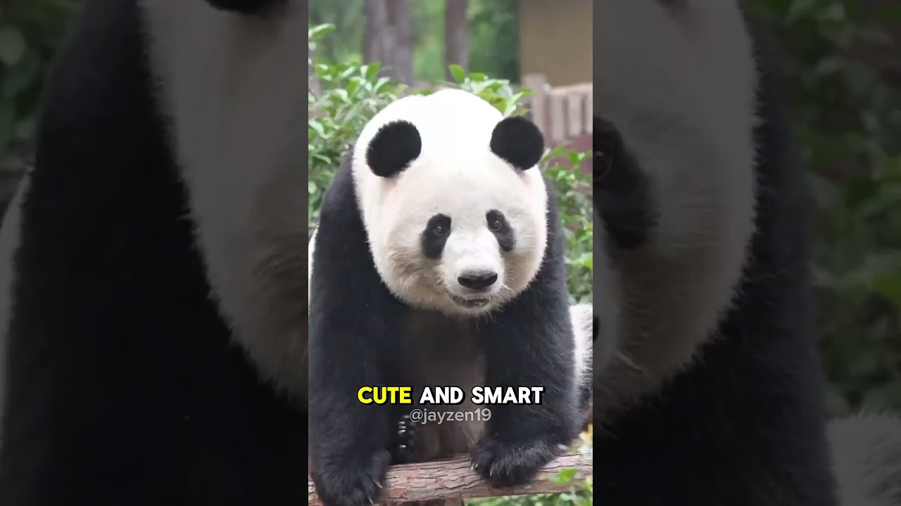 Вы не поверите, почему панды — вегетарианцы!