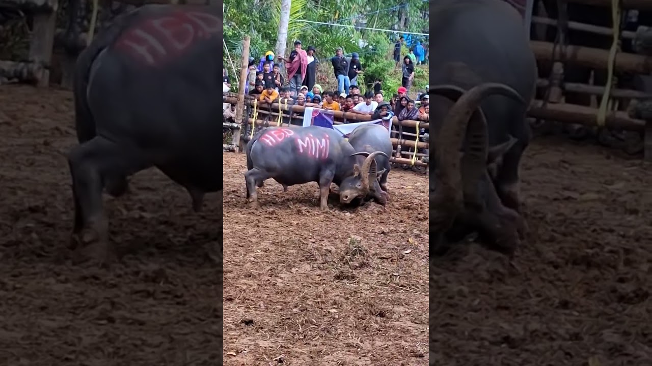 Kerbau adu Tedong silaga sampai di pisahkan @gila2kerbau @seputaradukerbautedongsila1557 @bufallo009