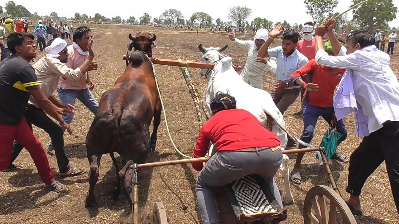 सोहेब पटेल नांदी राजवीर और धानीटोला वाला बैलजोड़ी दौड़ स्टार्टिंग पॉइंट वीडियो बैल छूटते हुए ox race