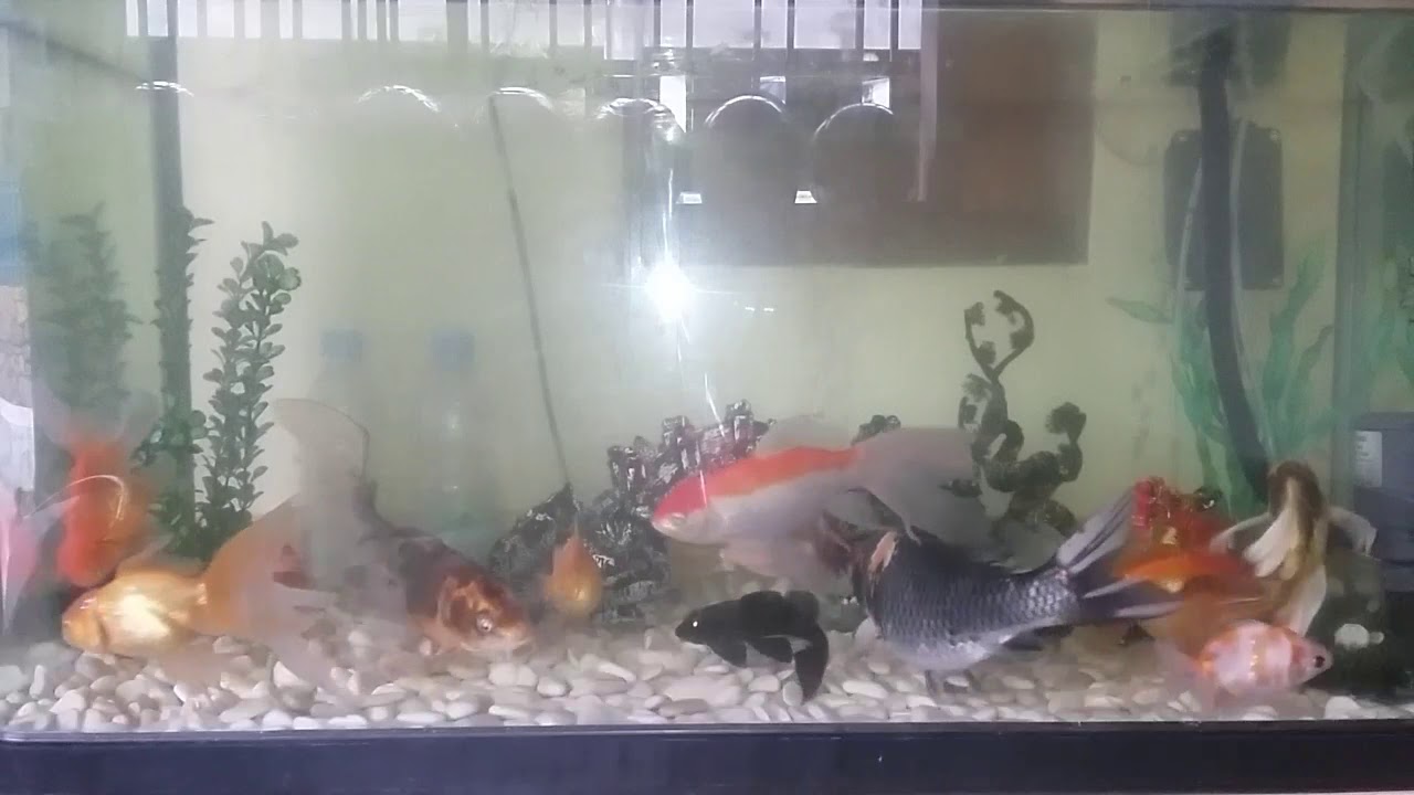  IKAN  KOI  AQUARIUM  YouTube