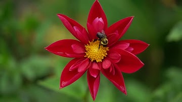 Audio Watermarking Demo 1 (CopSonic)