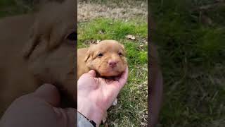 Nova Scotia Duck Tolling Retriever Puppy , Toller Puppy K5