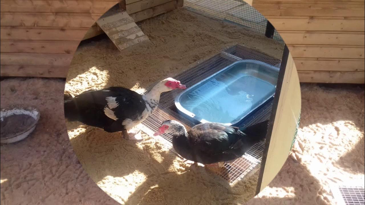 Мускусная утка: описание породы и особенности её содержания. Индоутка - южноамер