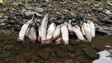 Lure Suối. Thiên đường cá chày, nơi chưa biết con lure là gì.(T2) chuyến đi câu nhớ đời. Non và xanh