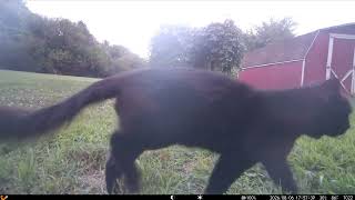 My NEW Trail Cam! Deck Feeders, Stray Cats, and the Skunk Mission! 20260810 C
