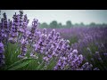 Smooth Relaxing Music for Deep Sleeping and Meditation