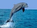 дельфины рядом с берегом (Абхазия)