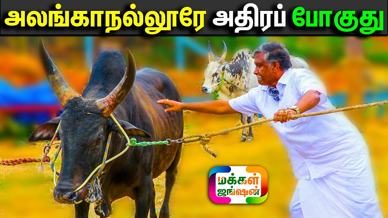 பாகம் 2, 15 காளைகள் ஒரே இடத்தில், செவலை சிங்கம் காளை ஆட்டத்தை பார்க்கணுமா? அலங்காநல்லூர், பாலமேடு
