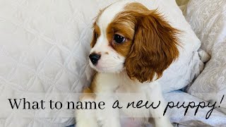 WHAT SHOULD YOU NAME A NEW PUPPY? | How I Named my Cavapoo Puppy! by Sawyer's Wonderful Life 2,633 views 2 years ago 10 minutes, 5 seconds