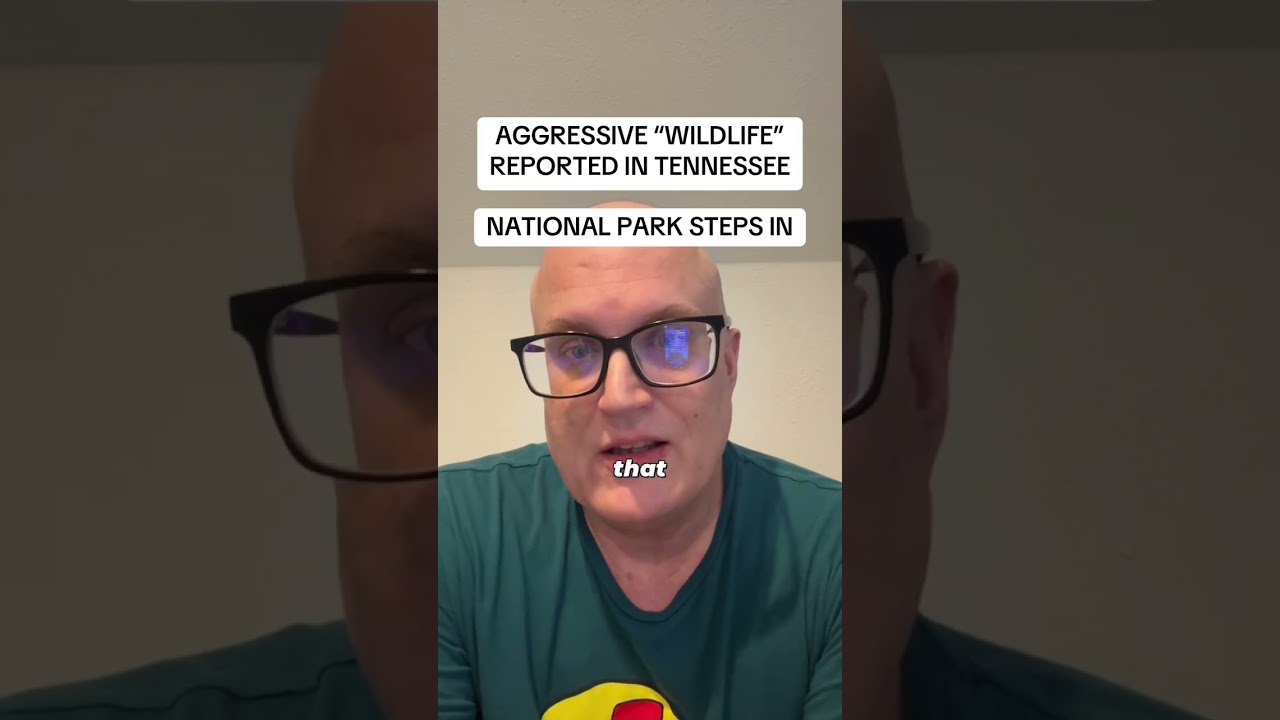 Aggressive “wildlife” in Tennessee and National Park Service steps in / Source: Local 3 News