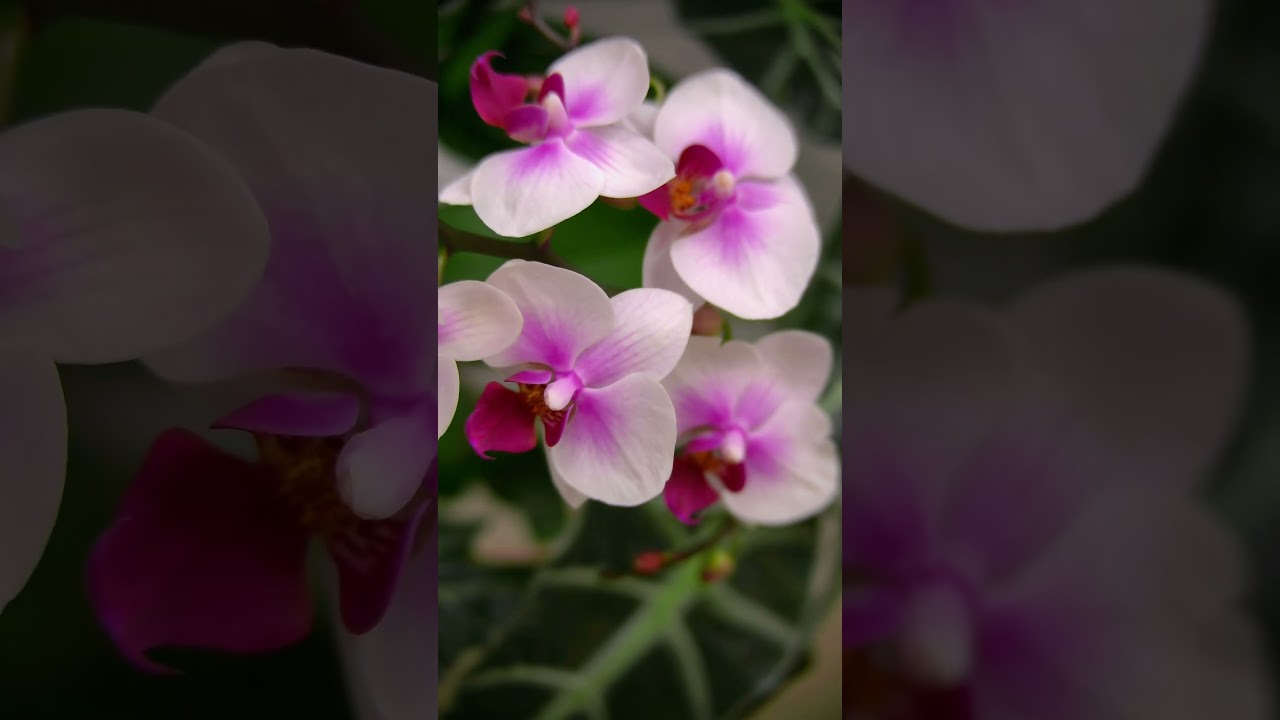 DIY red Komodo 6K! Hawkeye firefly V6 pro 1inch cam! 