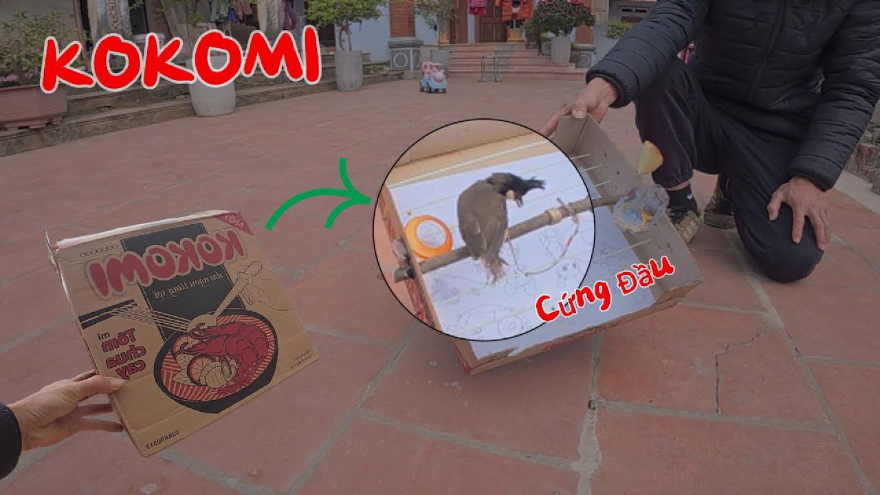 Thuần Con CHÀO MÀO Cứng Đầu Bằng Thùng Mì Tôm KOKOMI | Yêu Chim Cảnh