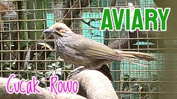 Cucak Rowo di kandang Aviary semi alam