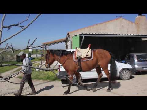 Video: Cómo enjaezar un caballo: métodos, secuencia y recomendaciones