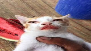 Talking About This Cat For 30 Minutes and 11 Seconds