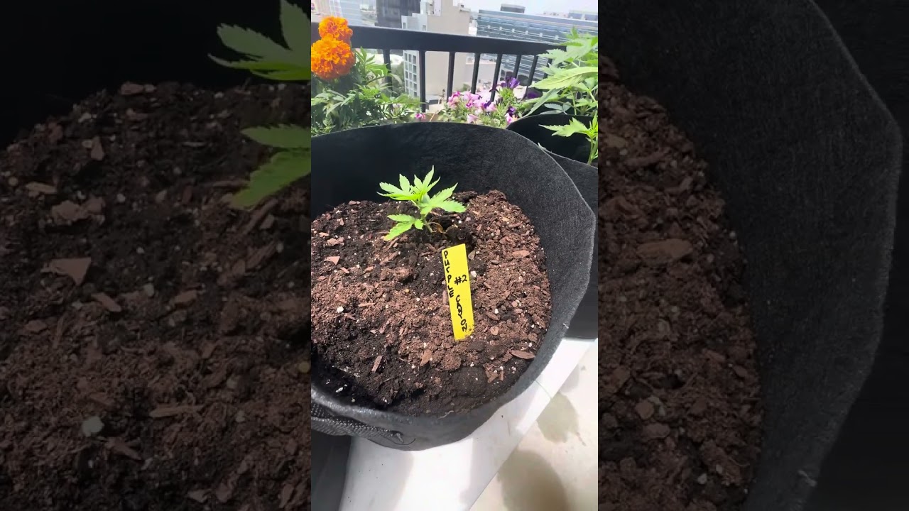 NYC balcony weed grow. Mephisto genetics & Greenpoint seeds.