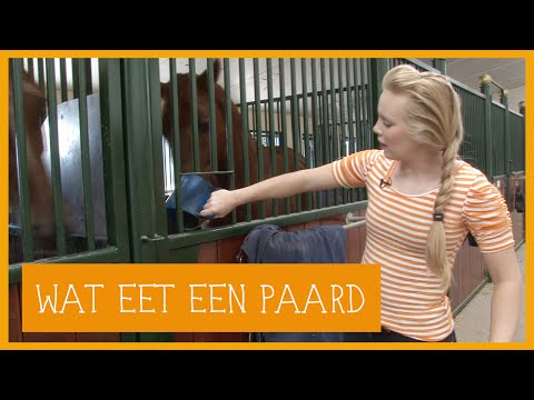 Wat eet een paard? | PaardenpraatTV