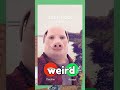 The New OG Brainrot Is John Pork 💀 #roblox #robloxshorts #stealabrainrot #johnporkmeme #roblox2026