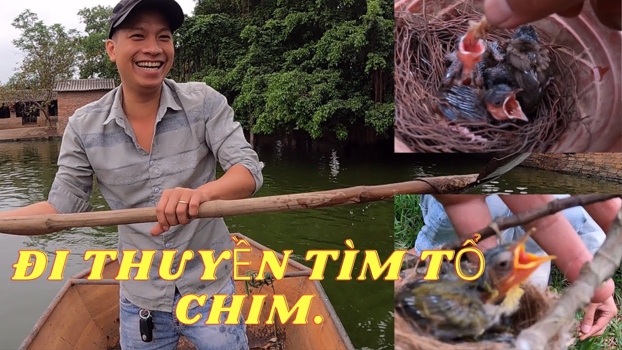 Đón Ae Từ Rất Xa Đến Đi Tìm Tổ Chim // Tìm Thấy Tổ Chào Mào Làm Ở Nơi Rất Bất Ngờ.