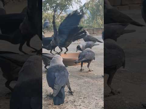 "Thease So Noisy Crows & Bords!" #shorts 🧠😅