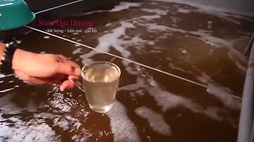 quy trình sản xuất tôm giống hàng đầu