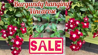 burgundy hanging vincarose sale video |seedling plants | #hangingvinca #vinca @bloomgardenbg7652