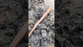 Is this the largest Milky Ribbon Worm to ever exist? #worms #marinebiology #crazyfind
