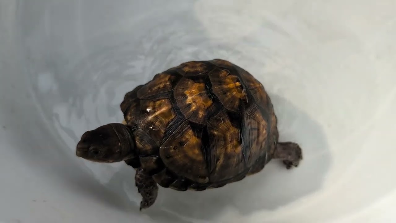 ポゴナ河合のアニマルラジオ　第1294回　成長が楽しみなトウブハコガメ達