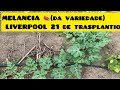 Mostrei meu plantio de melancia da variedade Liverpool 21 de plantado!! Como está o desenvolvimento