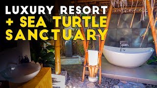 SEA TURTLES & COCONUT MOONSHINE | Dumaguete, Philippines