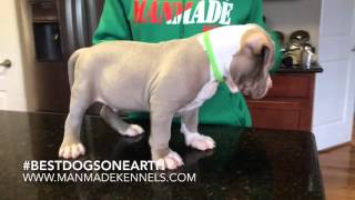 Most Beautiful Puppy On Earth; Xl Pitbull Puppies For Sale; ManMade Kennels