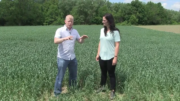 Wheat School: Managing sulphur deficiency with ATS