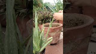 How to grow ? Aloevera plant Care/grow at home.