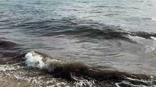 Miami Beach Today - Sargassum Water Clarity Beach Conditions Aug 16 2026