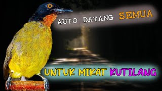 SUARA BURUNG KUTILANG EMAS MEMANGGIL TEMAN