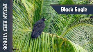The Black Eagle (Ictinaetus malaiensis)