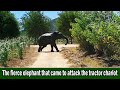 The fierce elephant that came to attack the tractor chariot | ट्रैक्टर पर हमला करने आया क्रूर हाथी