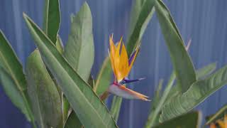 79 Halfway Drive, Ormeau - DEANNA MILLARD 0409 866 777