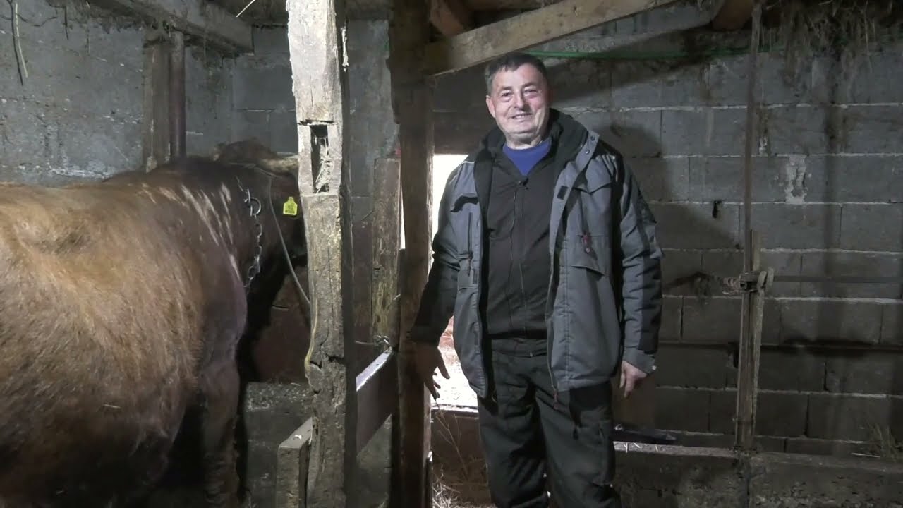 - OGANJ I ROKI DVA MLADA BIKA OD KOJIH SE PUNO OČEKUJE