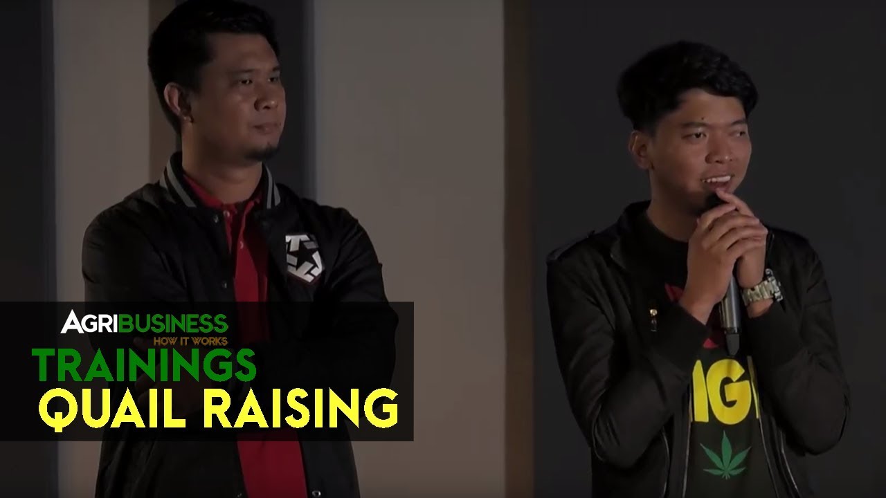 Quail Raising How to Start a Profitable Quail Raising Business YouTube