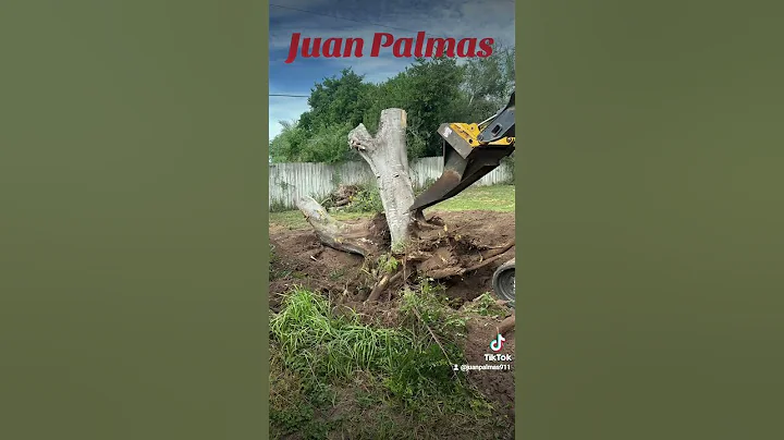 Tree Removal complete 956-522-4135 Juan Palmas tree service.  Texas