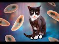 Capsule Interview Toxoplasma Gondii France Inter CNRS
